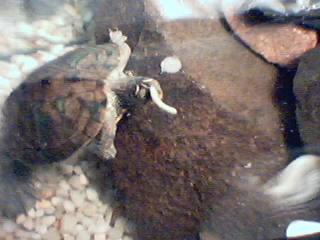 Female Map Turtle Eating