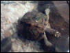 Map Turtle 3