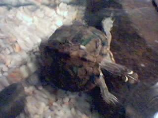 Map Turtle 3