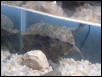 Map Turtle