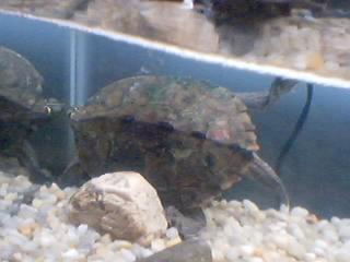 Map Turtle