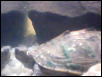 My Female Map Turtle