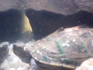 My Female Map Turtle