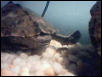My Map Turtle's Strong Large Foot.