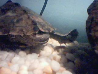 My Map Turtle's Strong Large Foot.