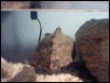 My Female Map Turtle 2