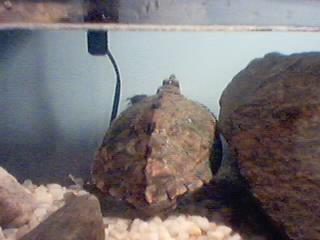 My Female Map Turtle 2