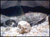 Map Turtle 4