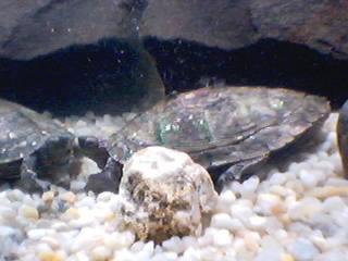 Map Turtle 4