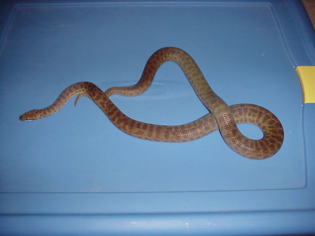 '02 Antaresia Childreni Female
