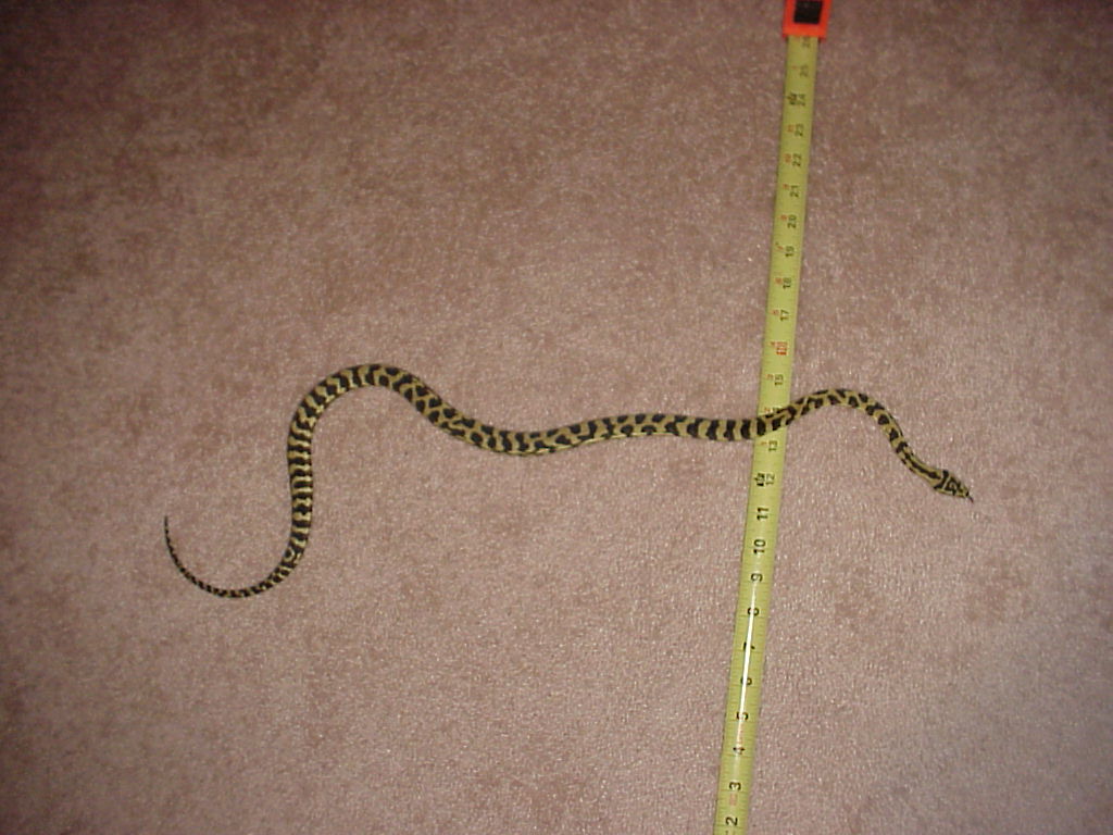 03 JCP female