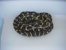 Female Coastal Carpet Python (7/02)