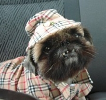 Pekingese in Burberry Outfit at La Crosse game