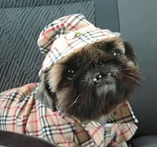 Pekingese in Burberry Outfit at La Crosse game