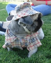 Pekingese in Burberry outfit at La Crosse game