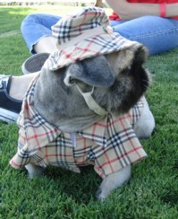 Pekingese in Burberry outfit at La Crosse game