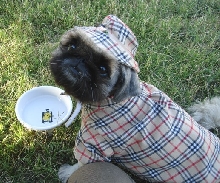 Pekingest at La Crosse Game