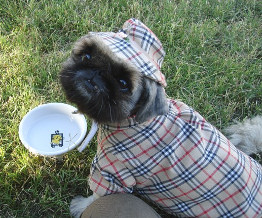 Pekingest at La Crosse Game