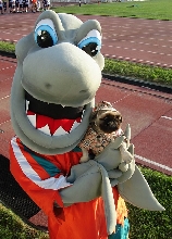 Pekingese with Riptide Sharks Mascot