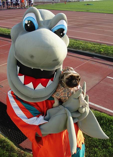 Pekingese with Riptide Sharks Mascot