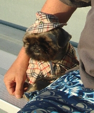 Pekingese watching La Crosse game