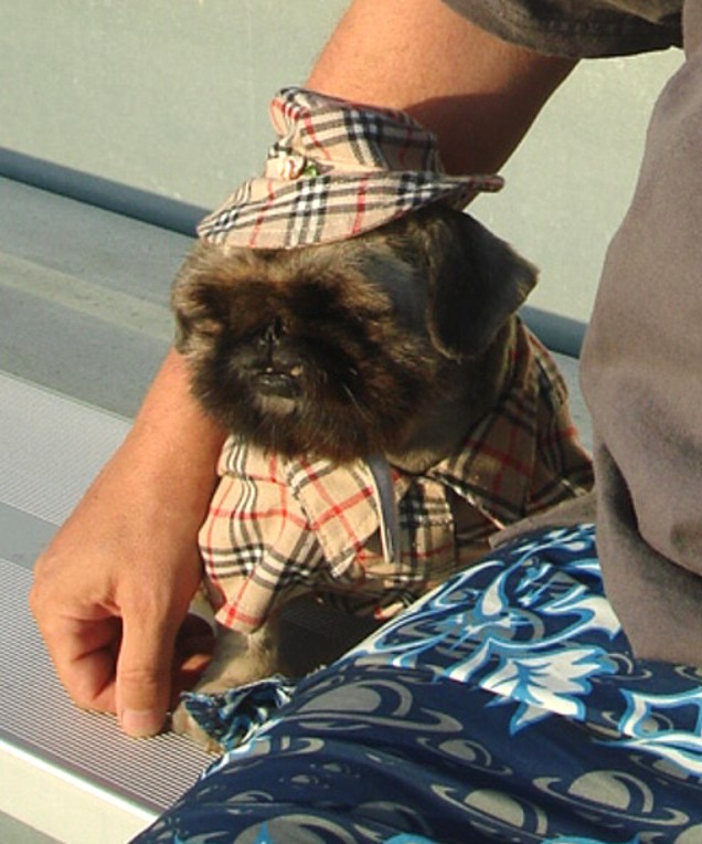 Pekingese watching La Crosse game