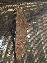 Unknown Moth Hawaii