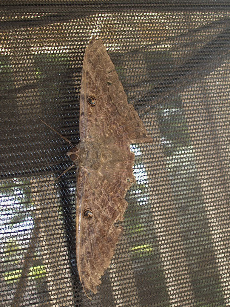 Unknown Moth Hawaii
