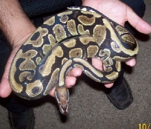 2007 Male Vanilla