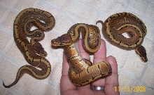 3 Pinstripes