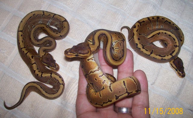 3 Pinstripes