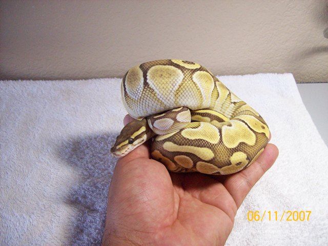 2006 Female Lesser