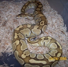 Bibi (Lesser)