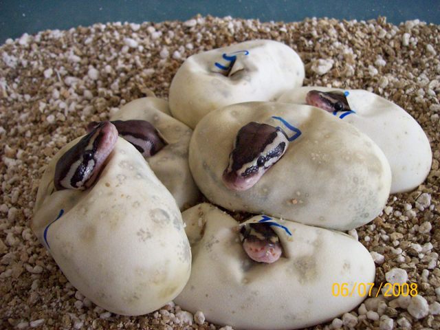 5 pastels out of 6 eggs