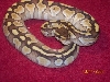 2008 Female Lesser