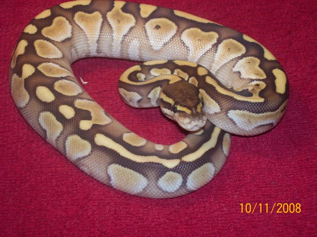 2008 Female Lesser