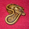 2008 Male Generic Stripe