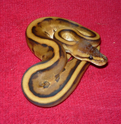 2008 Male Generic Stripe