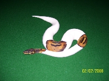 2007 Male Pied
