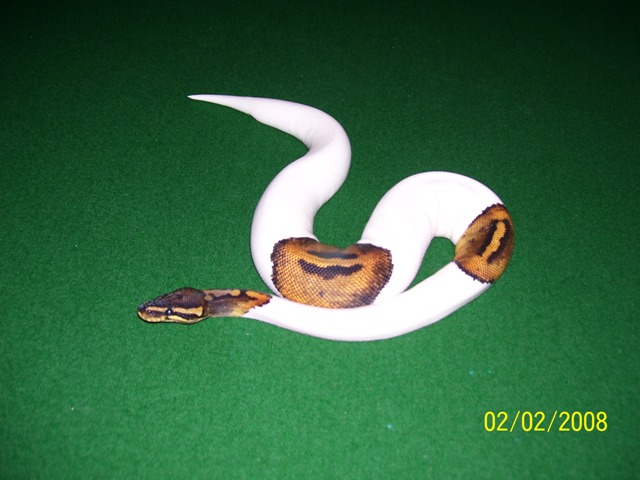 2007 Male Pied