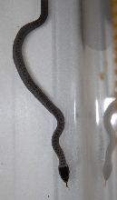 Unknown snake