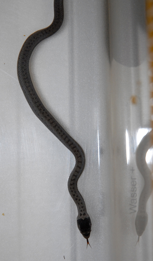 Unknown snake
