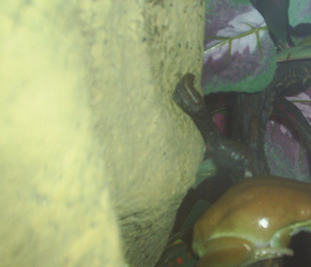 oro3