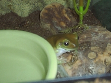 Oro