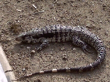 Blue female tegu