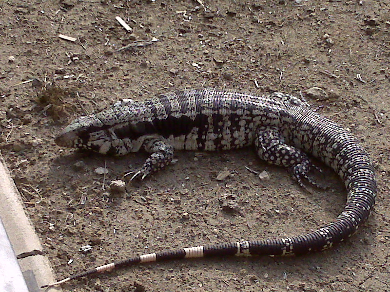 Blue female tegu