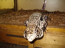 Sparky