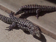 b/w and blue tegu