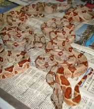 08 hypo boas