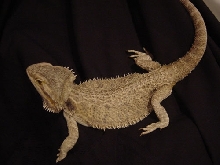 female